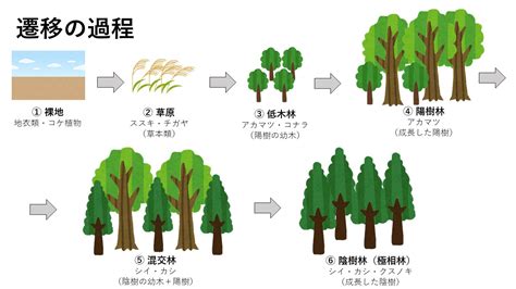 一次遷移|生物基礎：遷移の分類、一次遷移 (裸地～陰樹林)の過程 